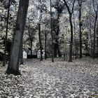 Herbst im Schönbusch - Teil 2