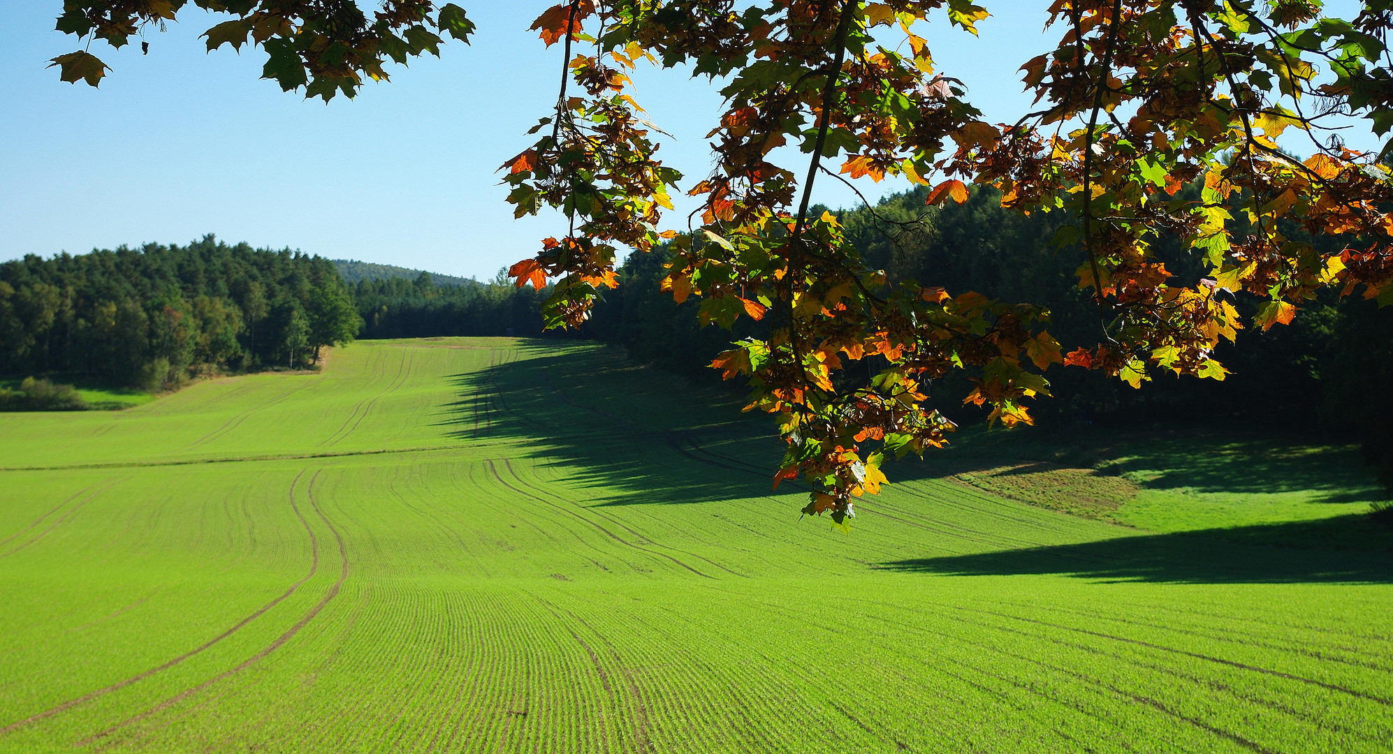 Herbst im Schönefelder Hochland bei Dresden