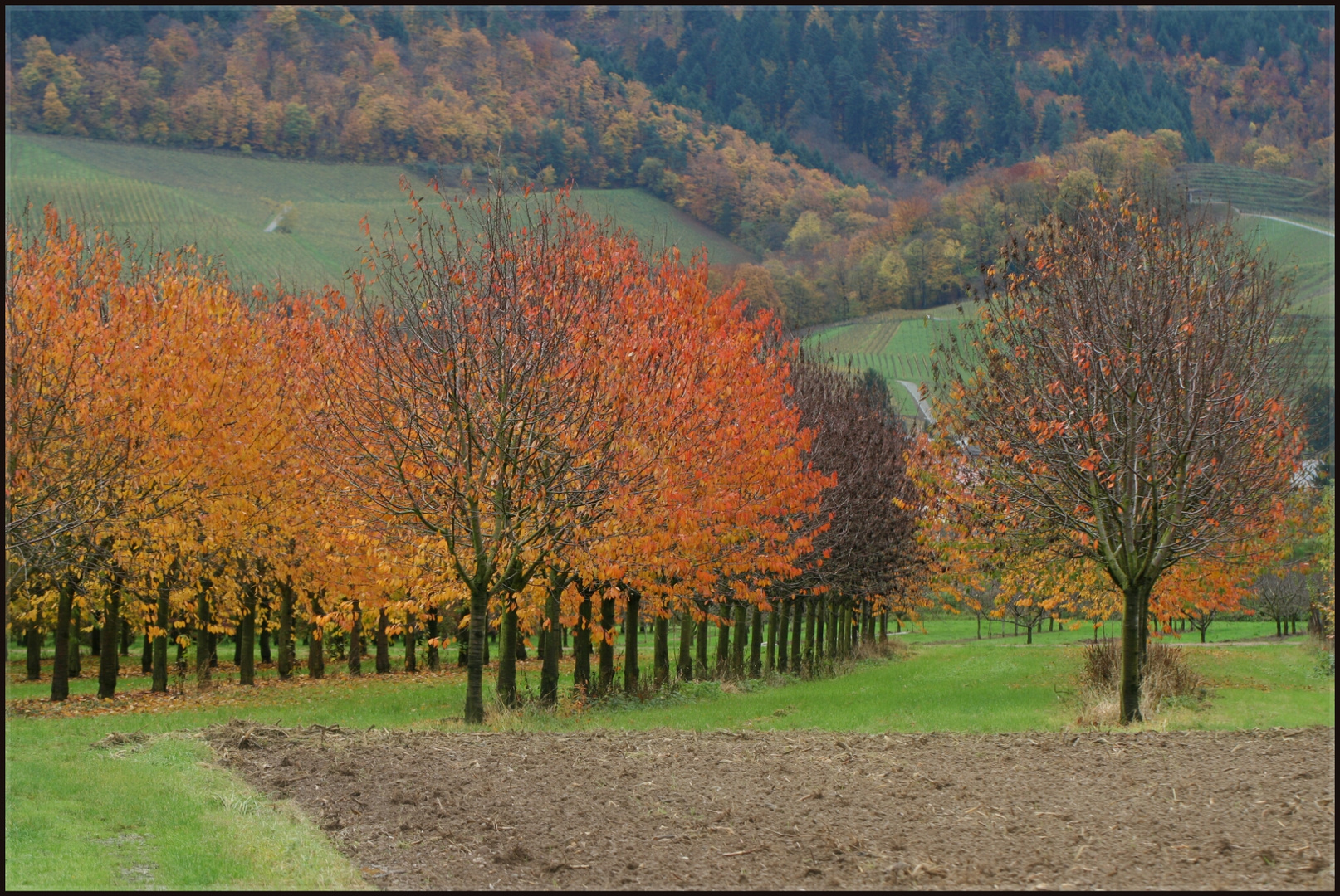 Herbst im schönsten Kleid