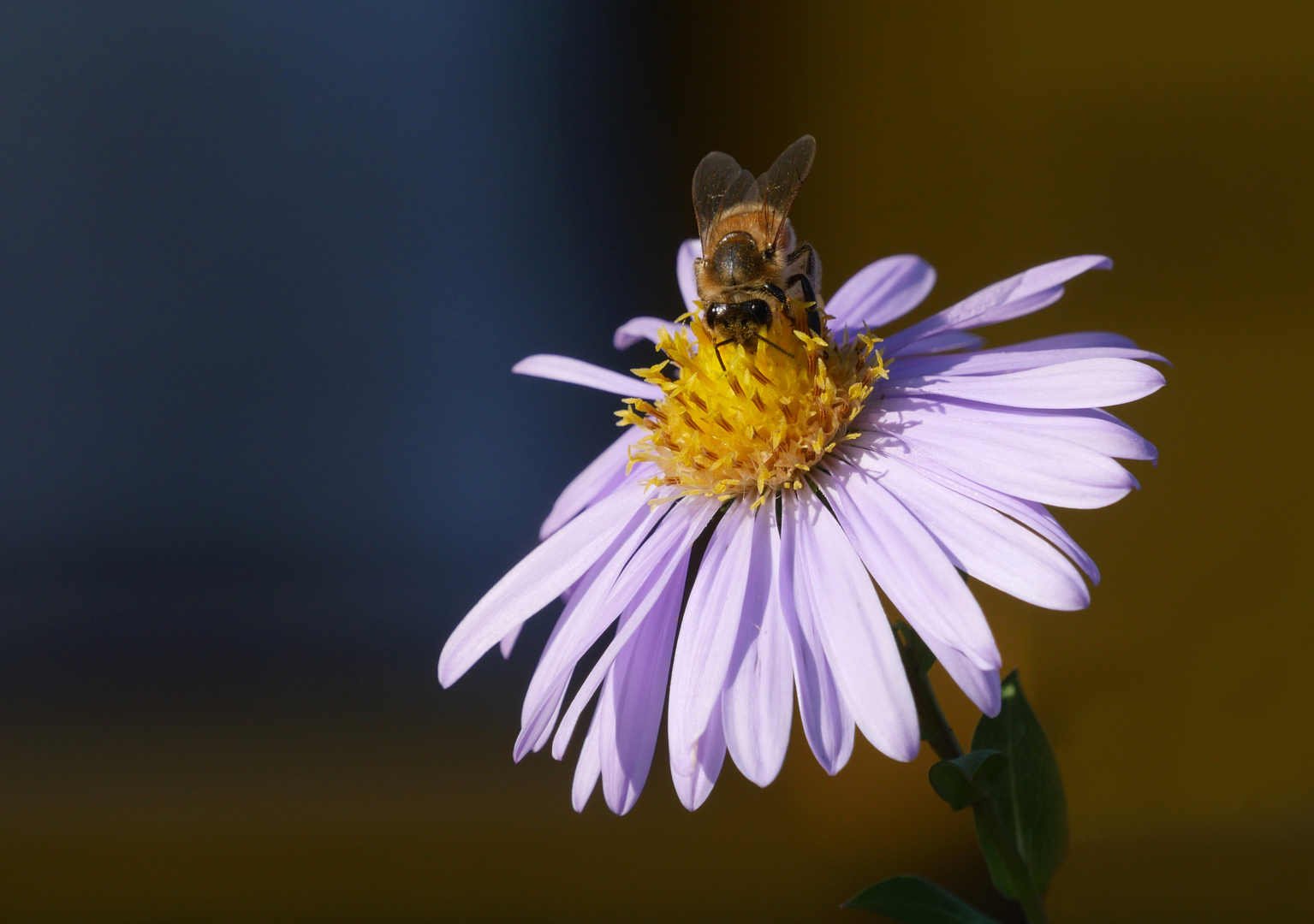 Herbst im Schrebergarten