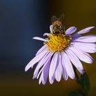 Herbst im Schrebergarten