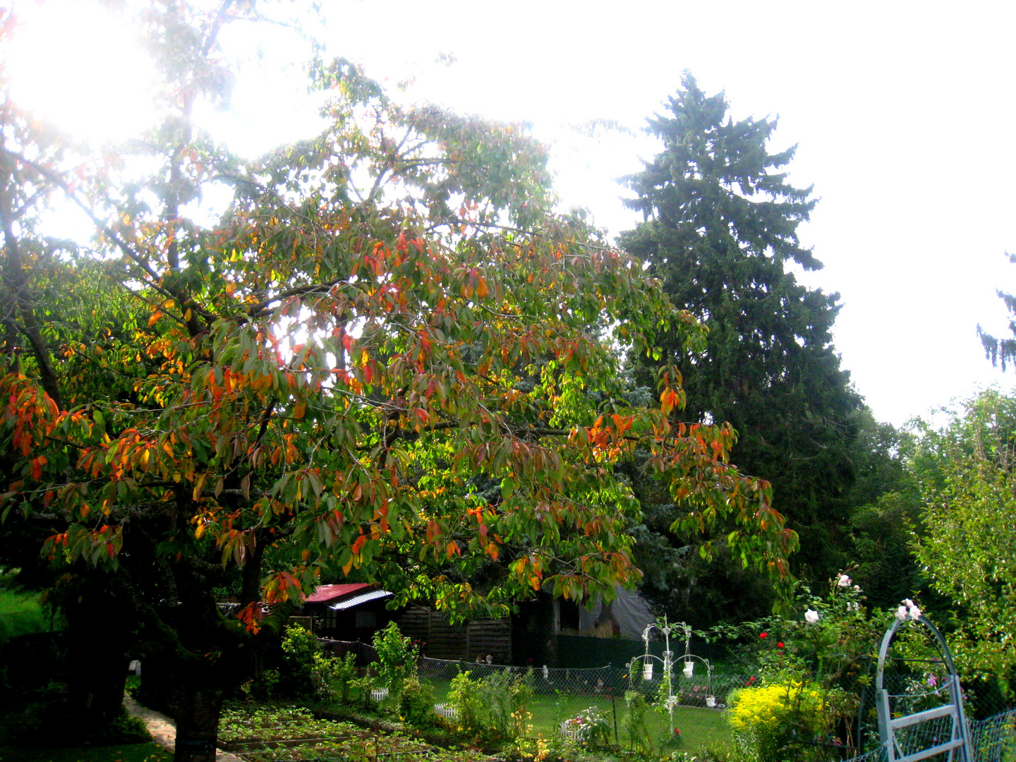 Herbst im Schrebergarten