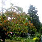 Herbst im Schrebergarten