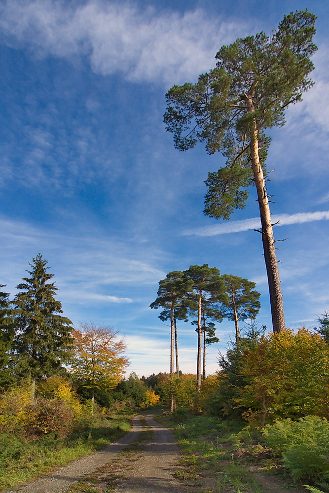 Herbst im Schwäbischen Wald