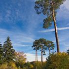 Herbst im Schwäbischen Wald