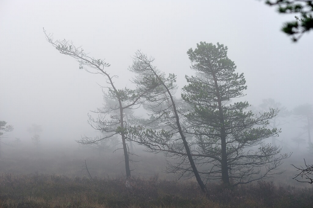 Herbst im Schwarzem Moor 1