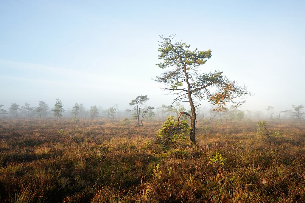 Herbst im Schwarzem Moor 2