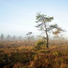 Herbst im Schwarzem Moor 2