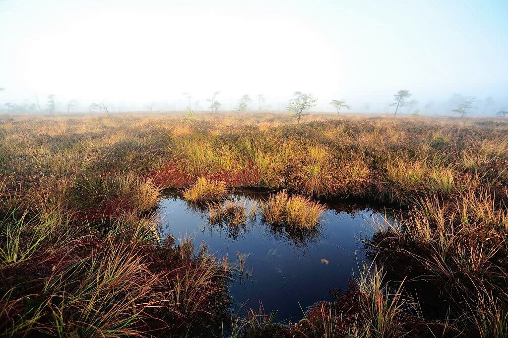 Herbst im Schwarzem Moor 3