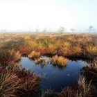 Herbst im Schwarzem Moor 3