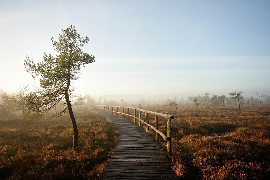 Herbst im Schwarzem Moor 4