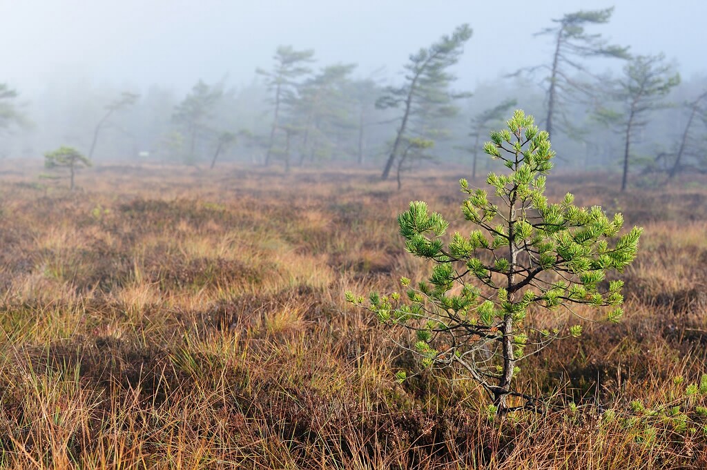 Herbst im Schwarzem Moor 5