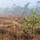 Herbst im Schwarzem Moor 5