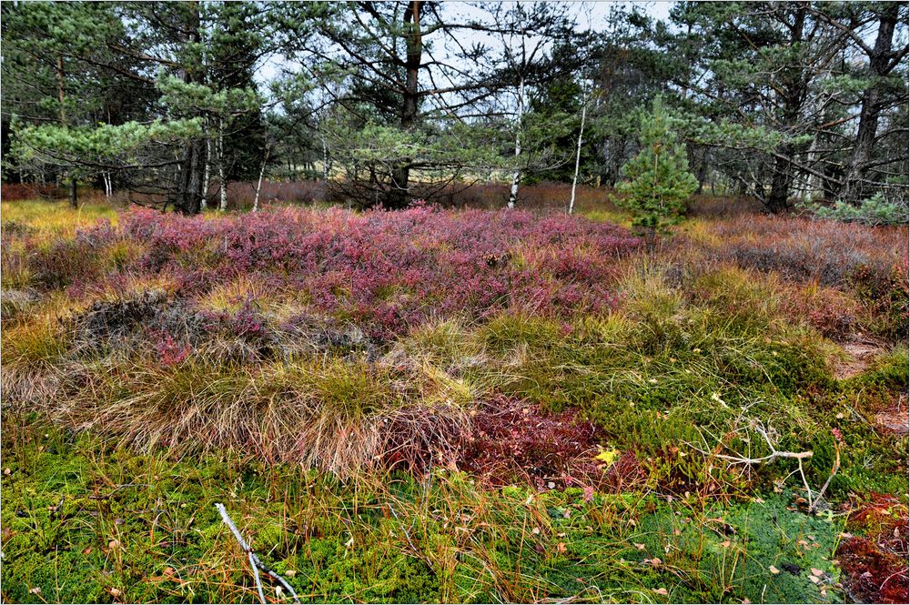 HERBST  im schwarzen Moor