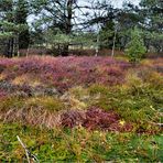 HERBST  im schwarzen Moor