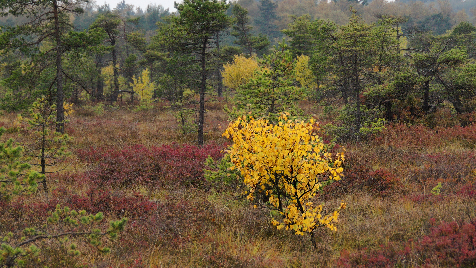 Herbst im Schwarzen Moor (Bayrische Rhön)