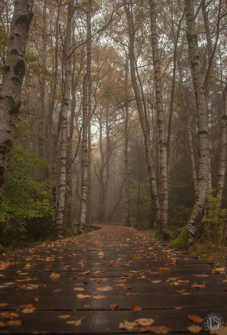 Herbst im schwarzen Moor 