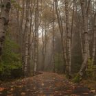 Herbst im schwarzen Moor 