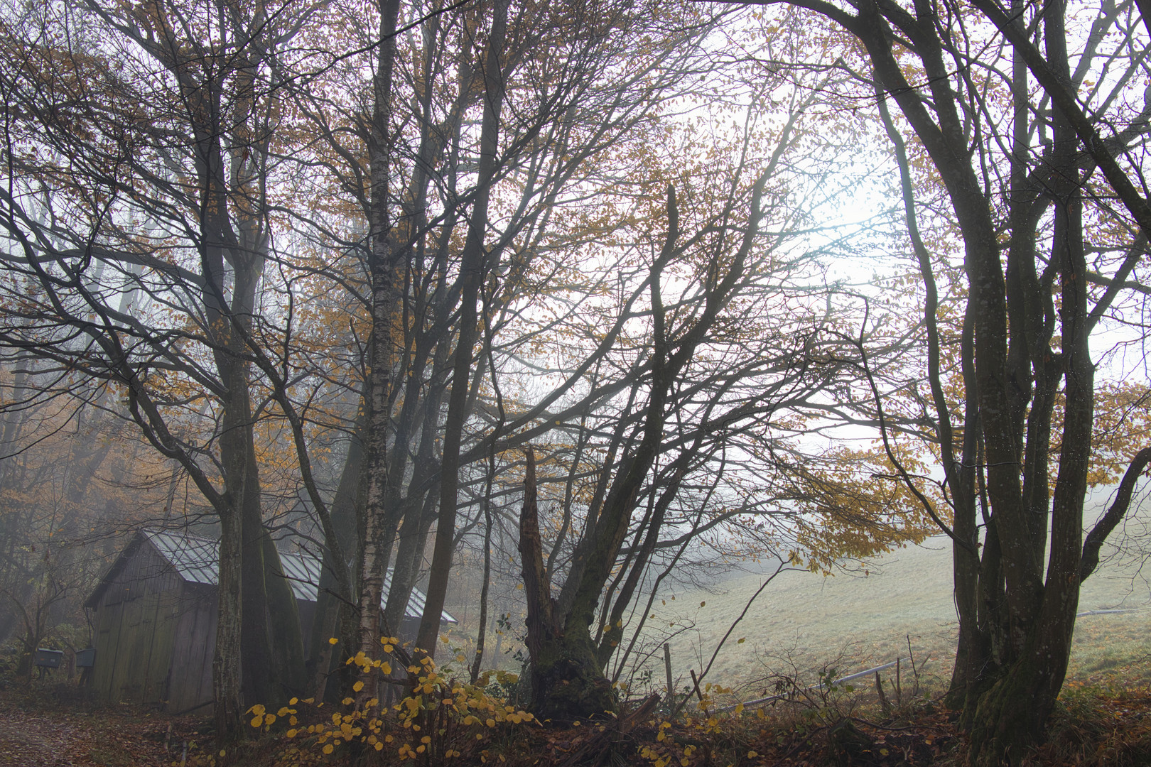 Herbst im schwarzen Wald