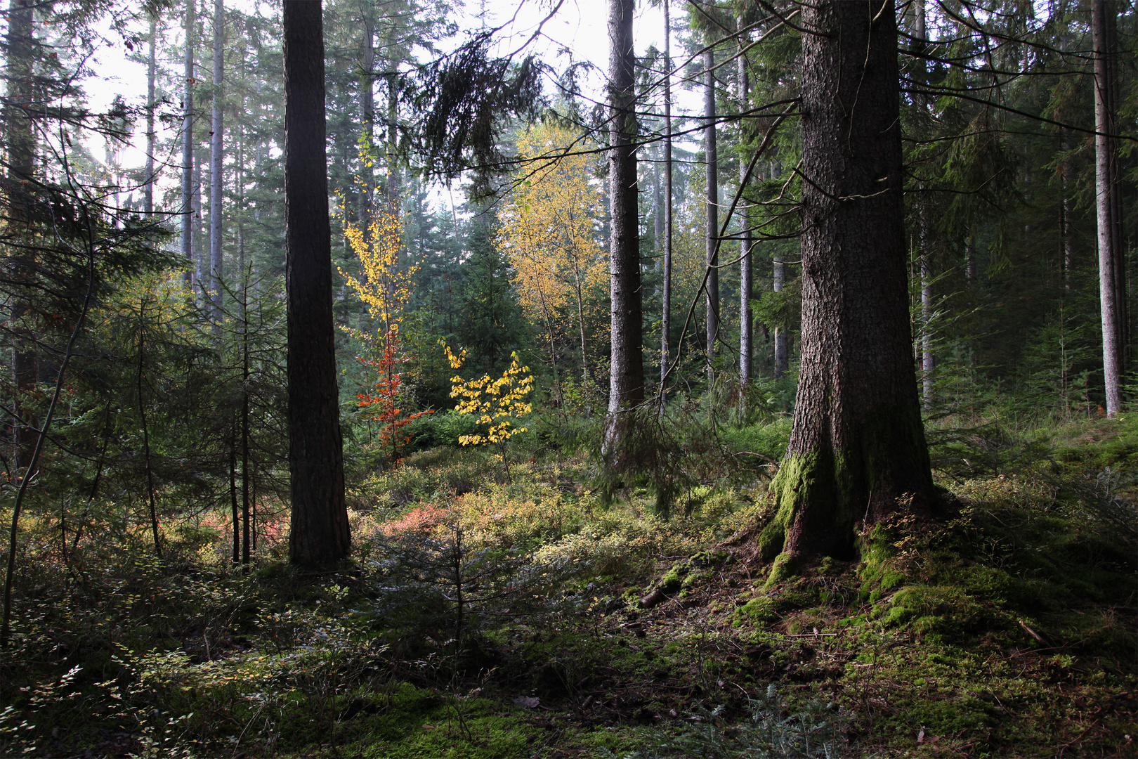 Herbst im Schwarzwald