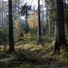 Herbst im Schwarzwald