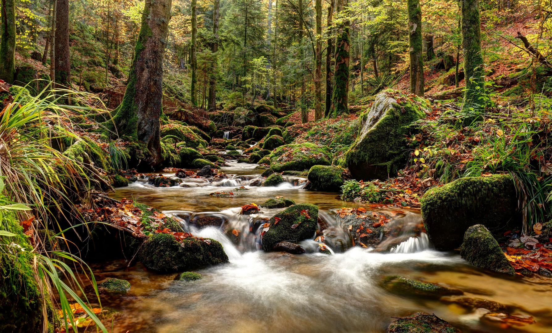 Herbst im Schwarzwald