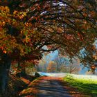 Herbst im Schwarzwald 2