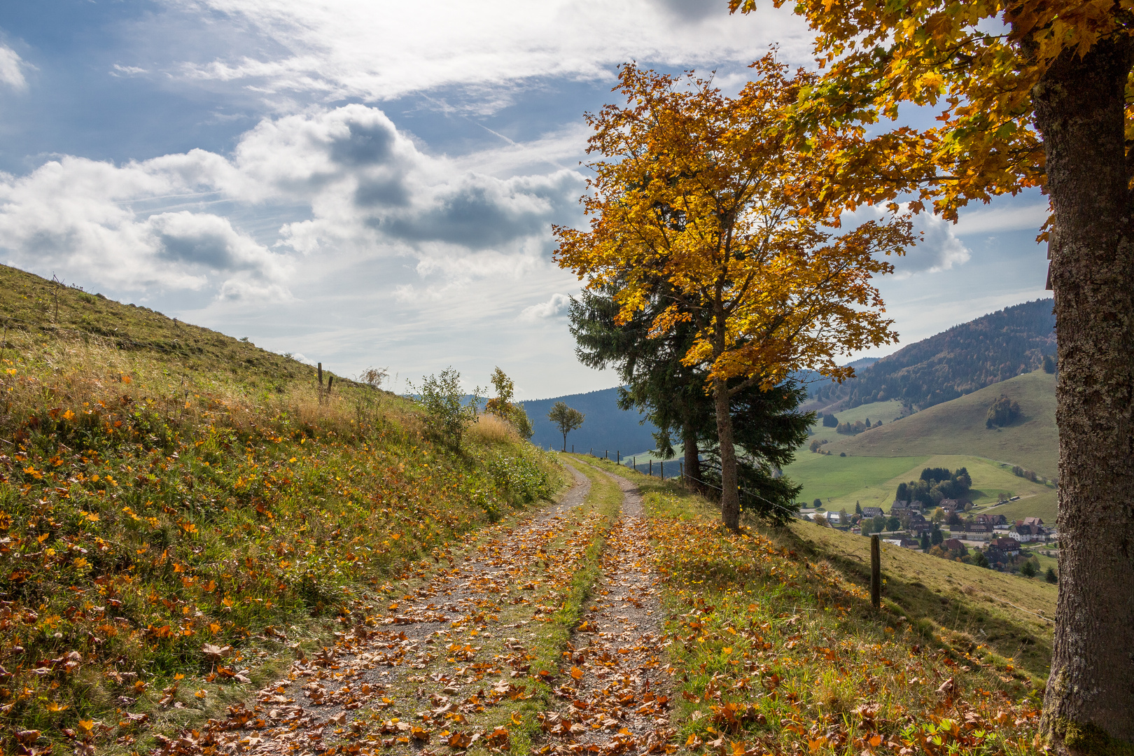 Herbst im Schwarzwald