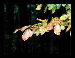 Herbst im Schwarzwald