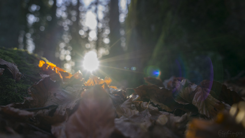 Herbst im Schwarzwald