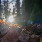 Herbst im Schwarzwald