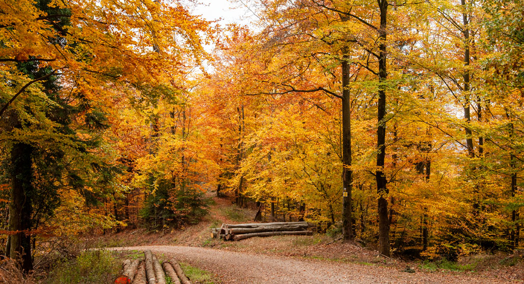 Herbst im Schwarzwald