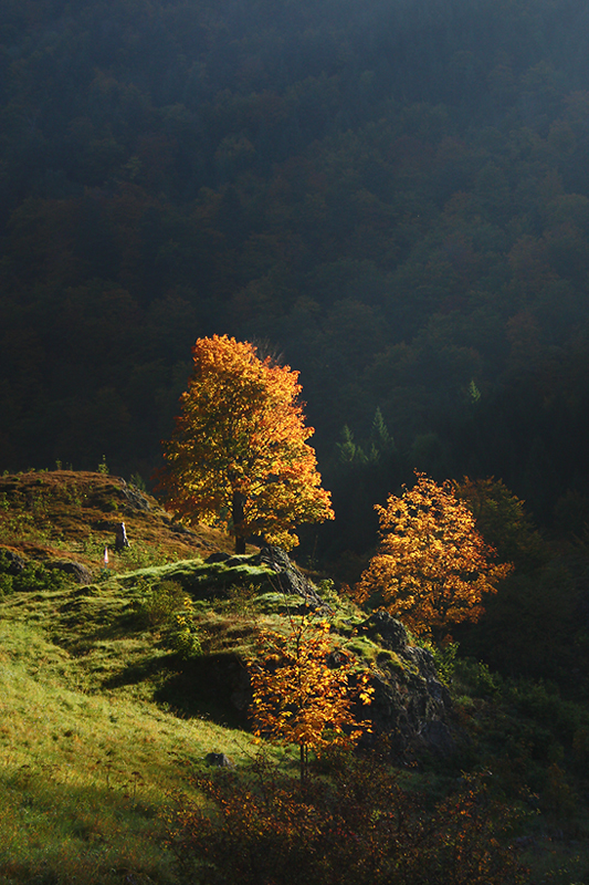 Herbst im Schwarzwald