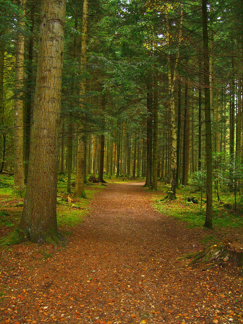 Herbst im Schwarzwald