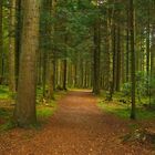 Herbst im Schwarzwald