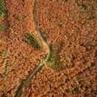 Herbst im Schwarzwald