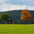 Herbst im Schwarzwald