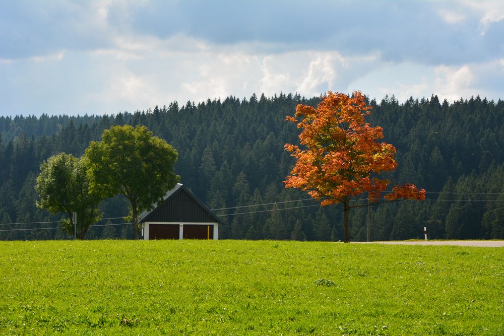 Herbst im Schwarzwald