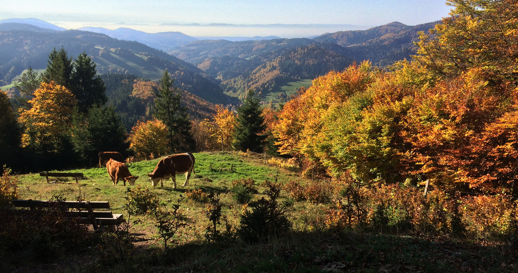 Herbst-im-Schwarzwald