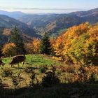 Herbst-im-Schwarzwald