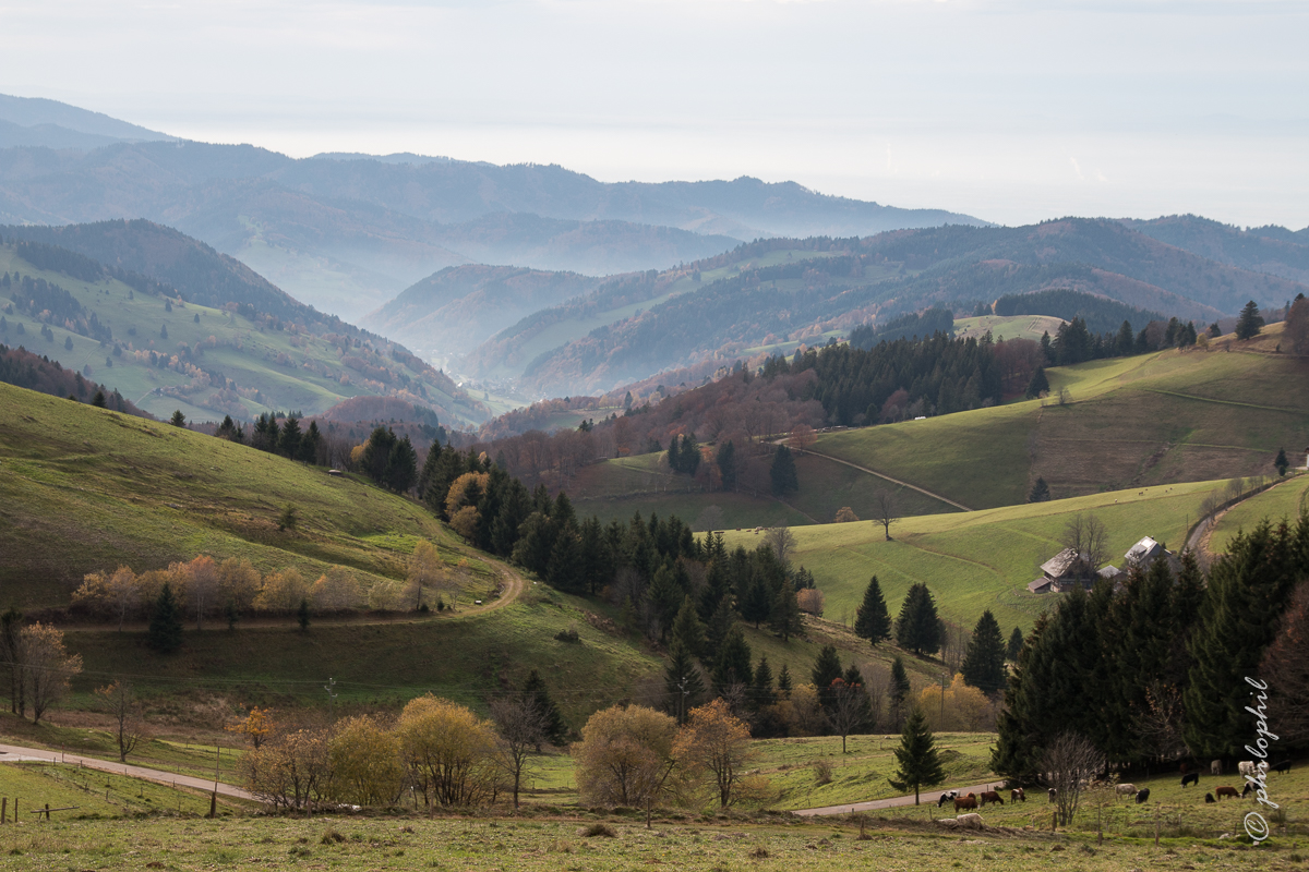 Herbst im Schwarzwald (Stohren)