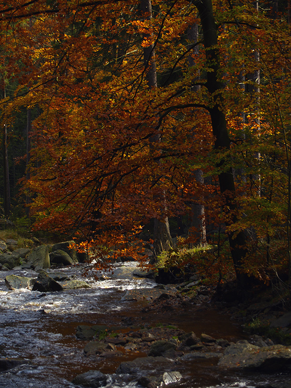 Herbst im Schwarzwassertal