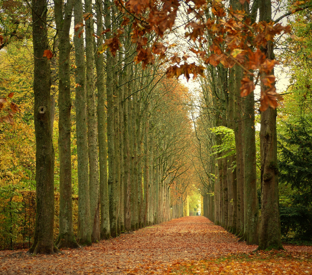 Herbst im Schwetzinger Schlosspark 