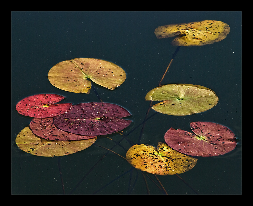 Herbst im See