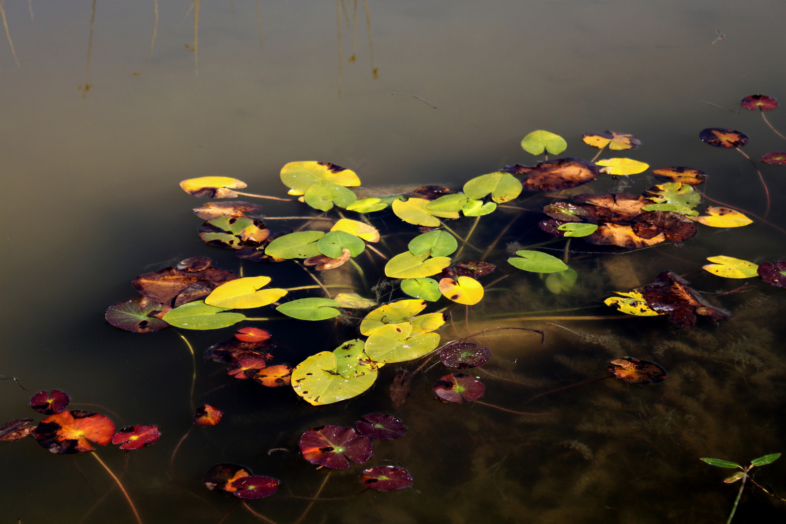 Herbst im See...