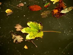 Herbst im See 2