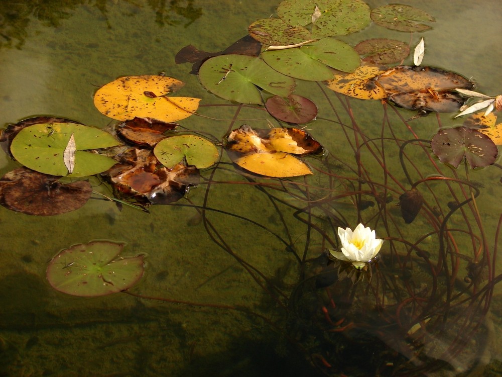 Herbst im See