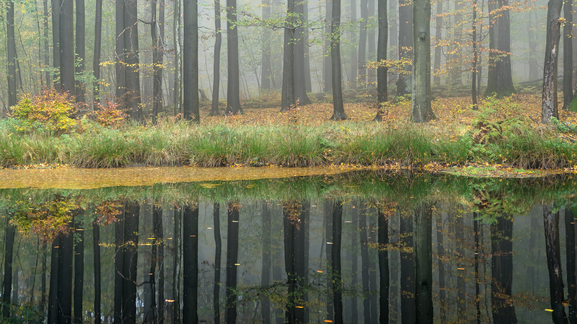 Herbst im See