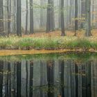 Herbst im See