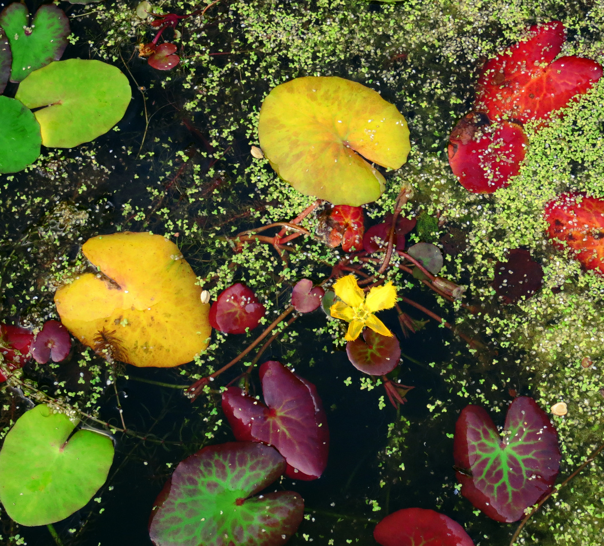 Herbst im See